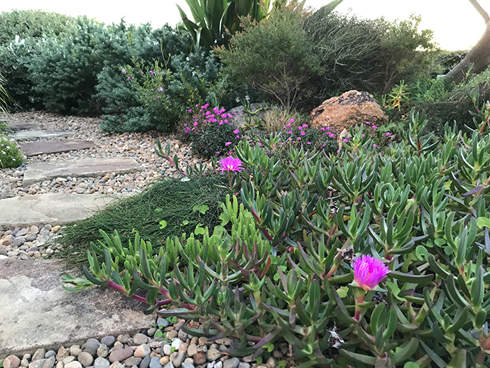 Stepping stone footpath coursing through a garden with green succulents (pink pigfaces), rocks and shrubs.