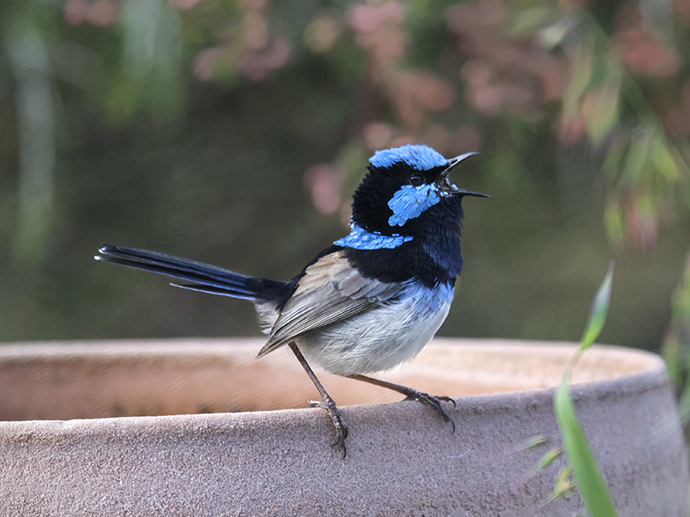 Blue, grey and black male superb fairy wren standing on edge of terracotta birdbath singing with beak wide open.