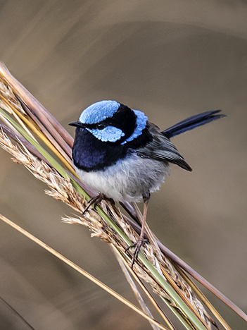 Small superb fairy wren (Malurus cyaneus) male with bright blue head and long dark blue tail perched on a clump of green grass stems and dried grass seeds