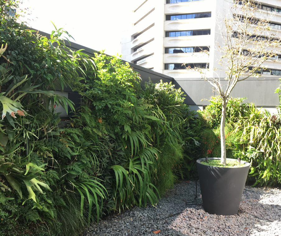 Courtyard corner with stones and potted tree surrounded by green wall of plants with a multistoried building behind the courtyard wall.