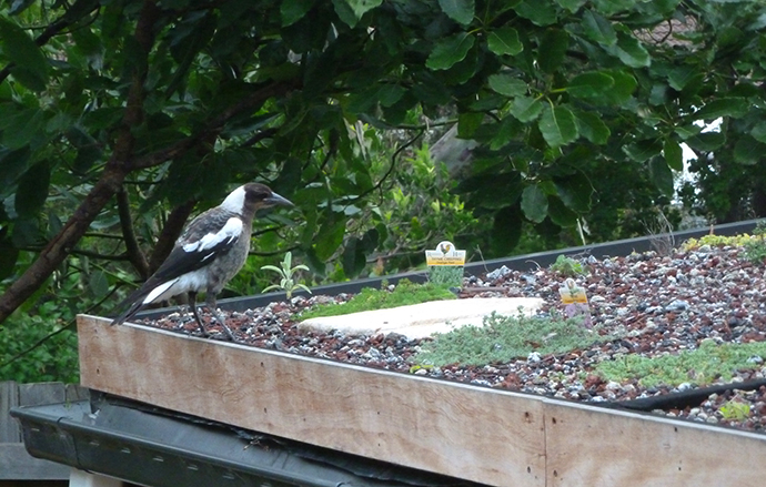 A young magpie perched on the edge of newly created roof garden with small green plants, stepping stone and growing medium on the roof and trees in the background