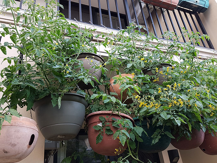 Front view of grey double story terrace house with coloured pot plants hanging from upstairs verandah with a dark grey lacy fence