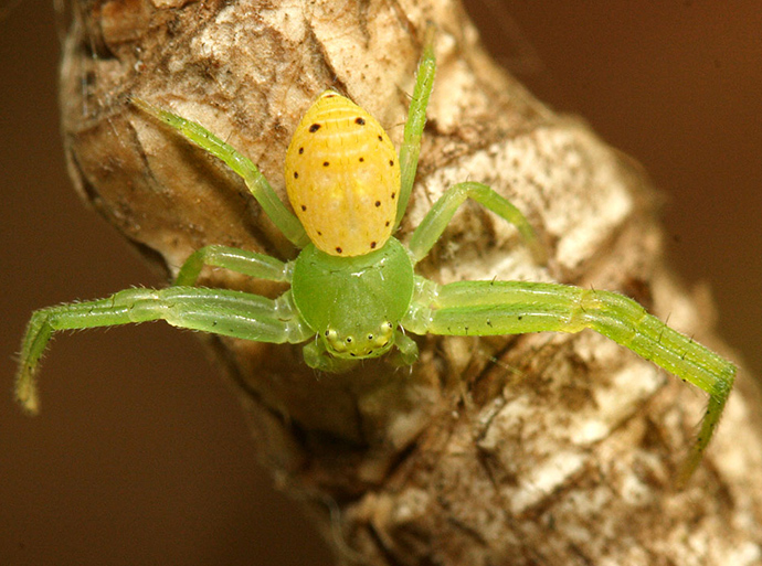 Flower or crab spider