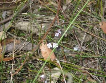 Somersby Mintbush in flower