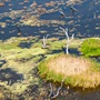 Gwydir reedbeds