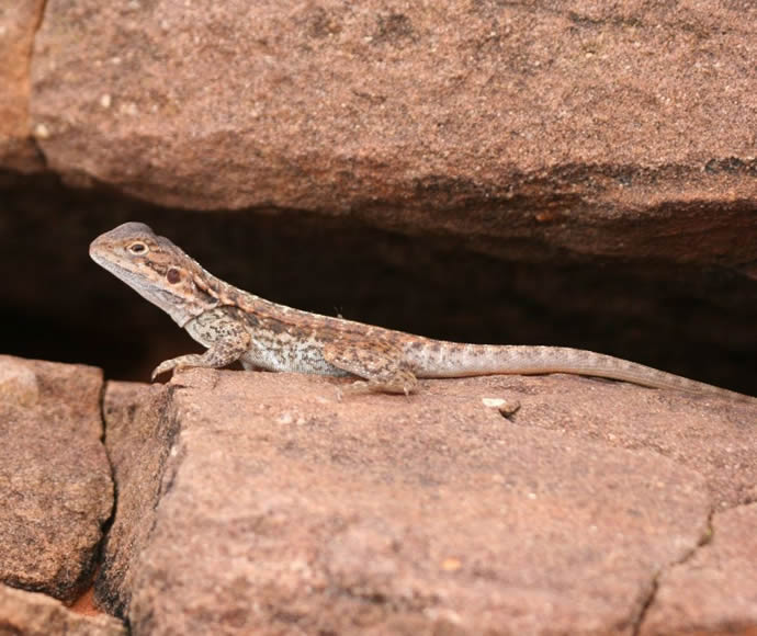 Male Barrier Range dragon sitting on a red rock