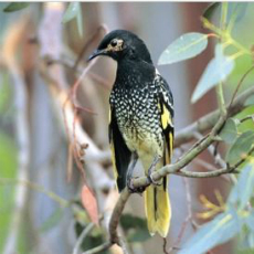 Critically endangered Regent honeyeater