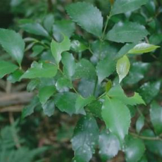 Endangered Illawarra Socketwood folliage