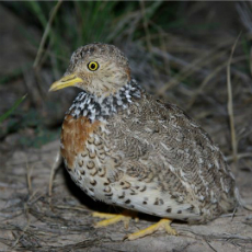 Endangered female Plains-wanderer