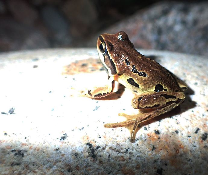 Whistling tree frog (Litoria verreauxii)