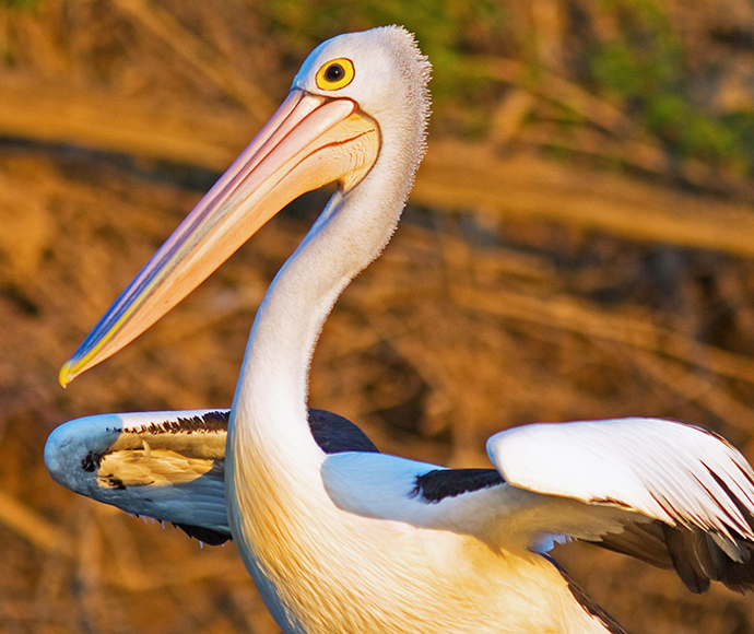 Australian Pelican (Pelecanus conspicillatus)