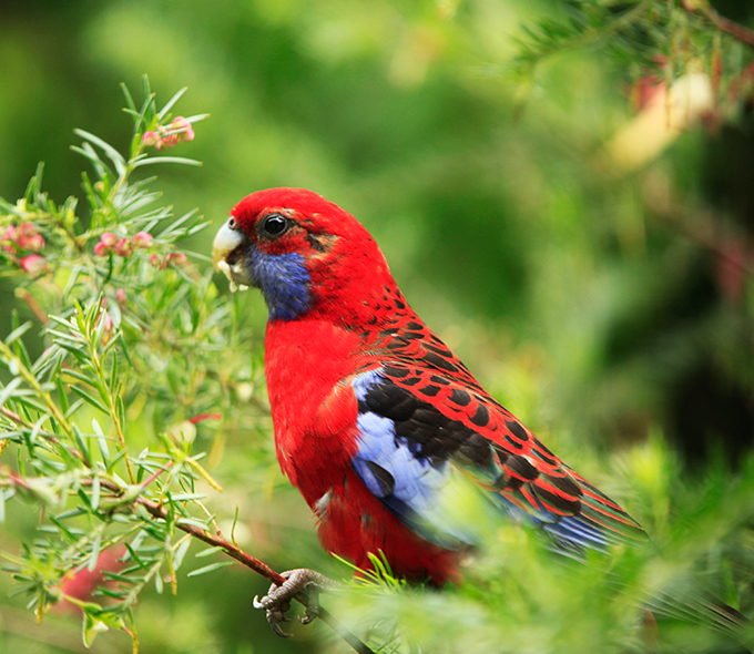 Blue and red bird in a bush