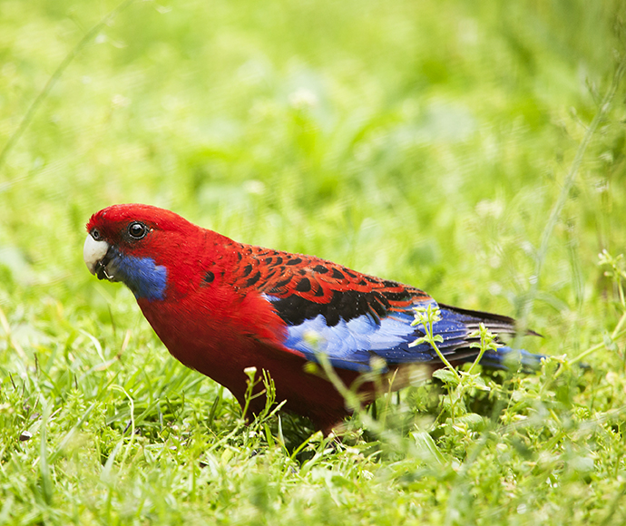 Crimson rosella (Platycercus elegans elegans)