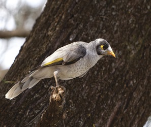 Noisy Miner (Manorina melanocephala)