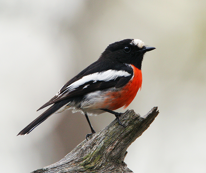 Scarlet Robin (Petroica boodang)