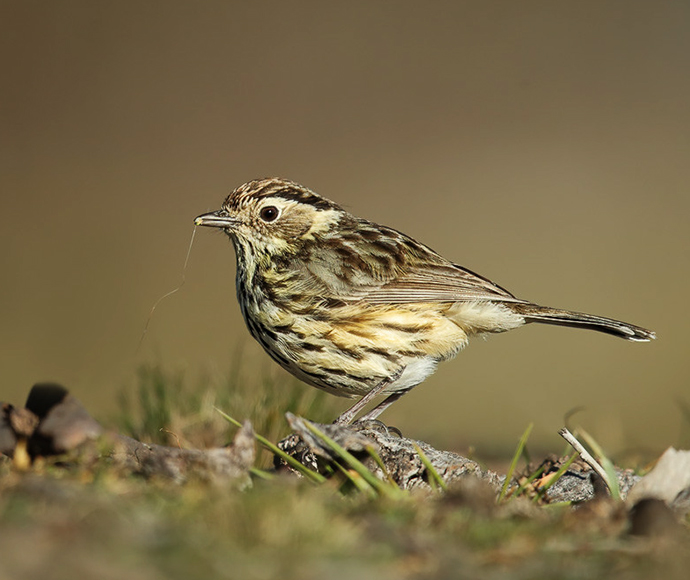 Speckled Warbler (Chthonicola sagittata)