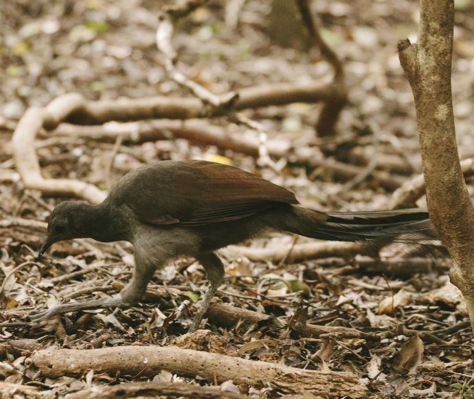 Superb lyrebird (Menura novaehollandiae)