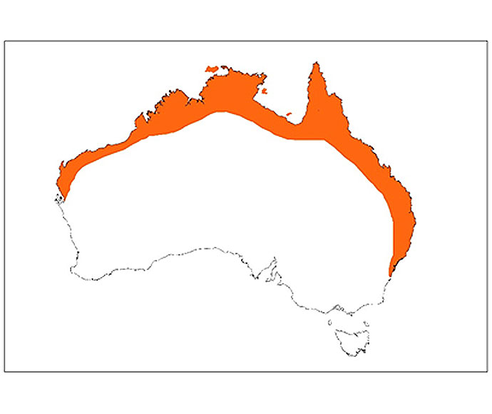 Black flying-fox (Pteropus alecto) indicative species distribution map