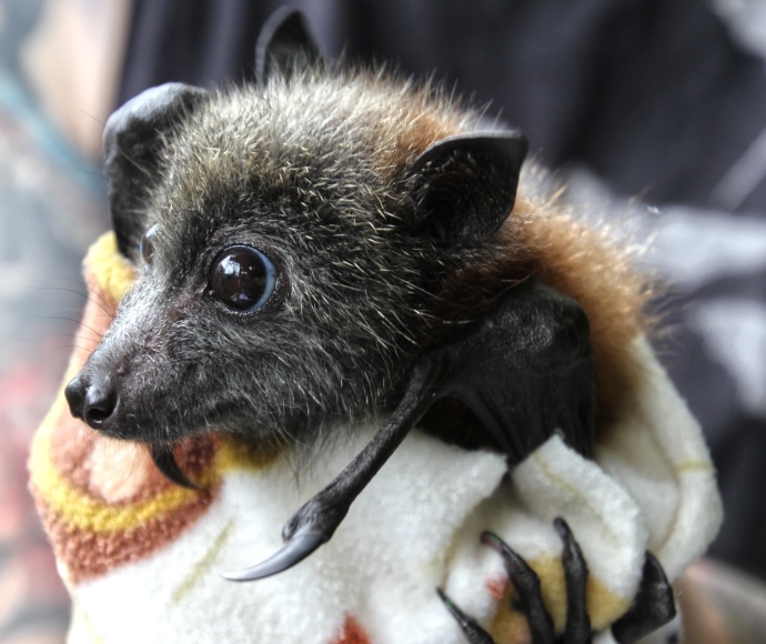 A baby flying fox, wrapped in a blanket, being held by a wildlife carer