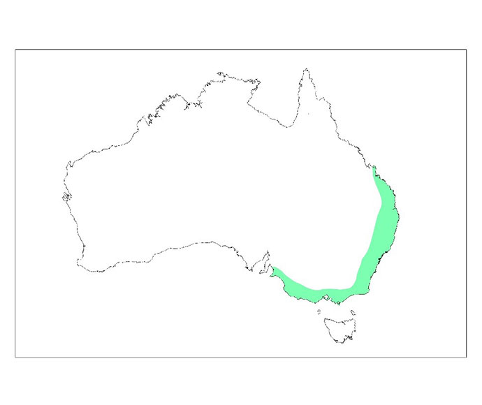 Grey-headed flying-fox (Pteropus poliocephalus) indicative species distribution map