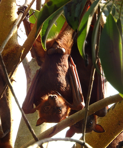 Little red flying-fox (Pteropus scaplulatus)