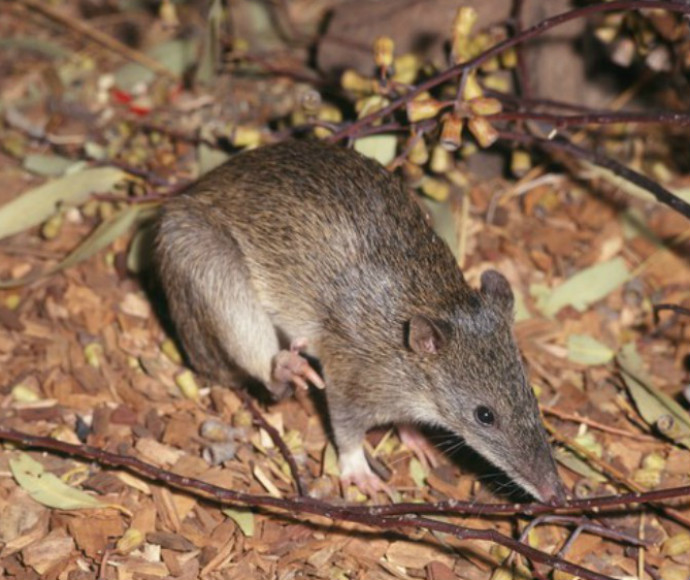 Northern brown bandicoot (Isoodon macrourus)