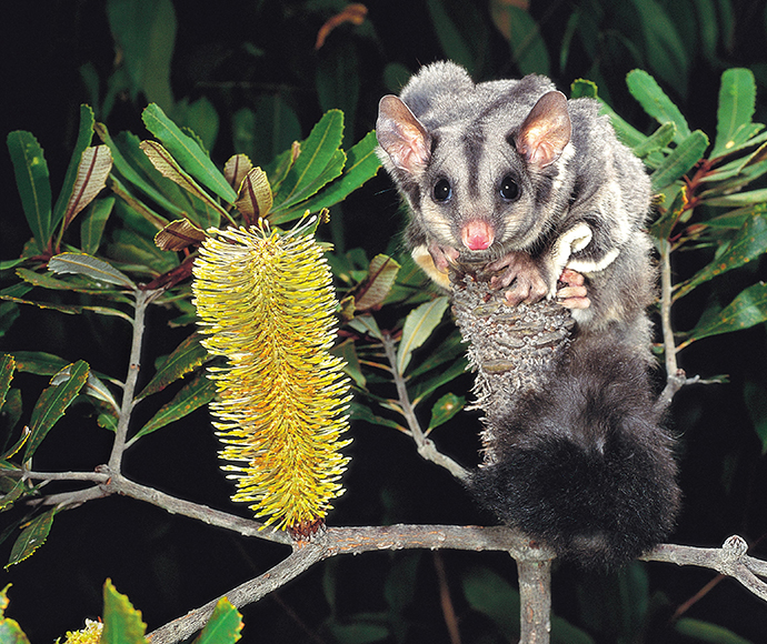 Squirrel glider (Petaurus norfolcensis)