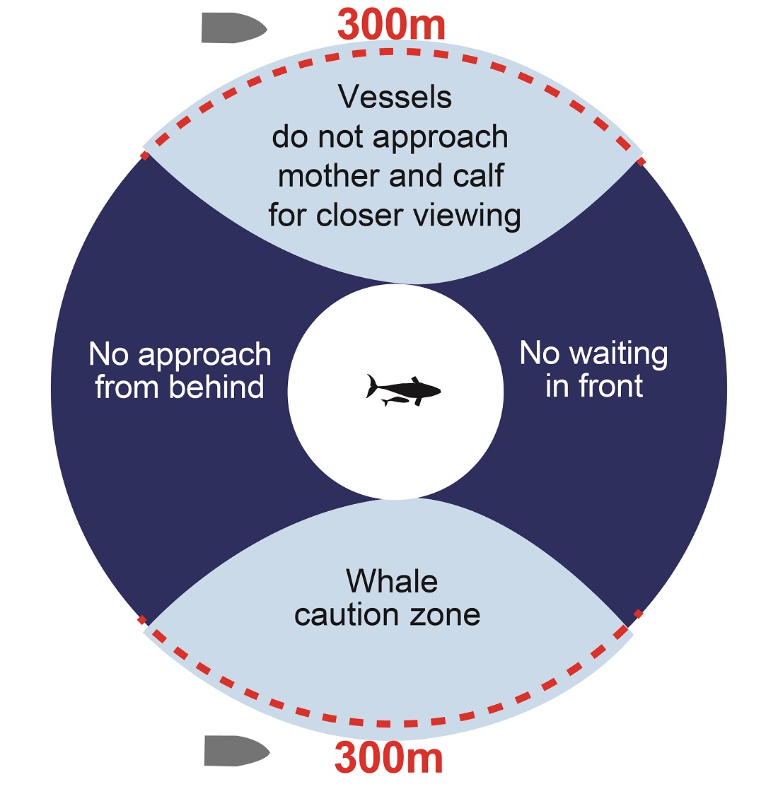 Vessels must stay 300 m or more from a whale mother and calf and must not approach from behind or wait in front of the whale and calf.