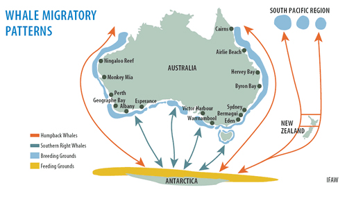 Whale migratory patterns