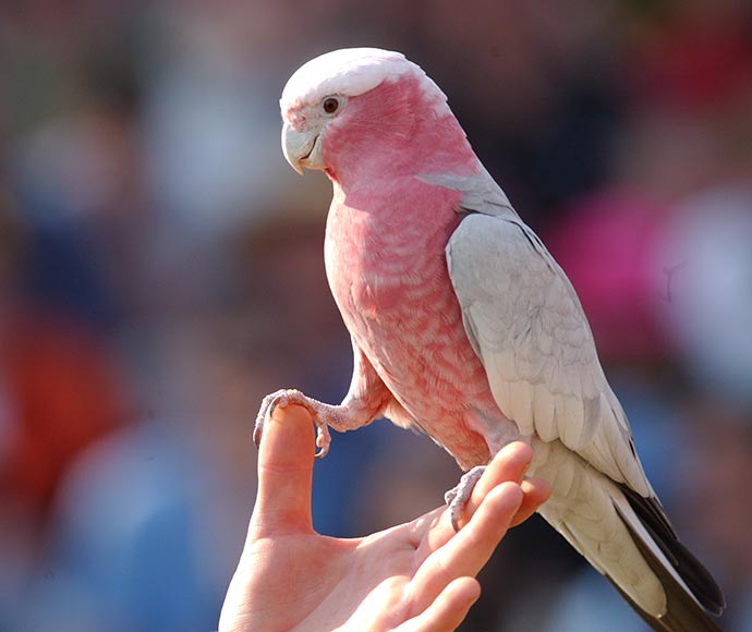 Galah (Cacatua roseicapilla)