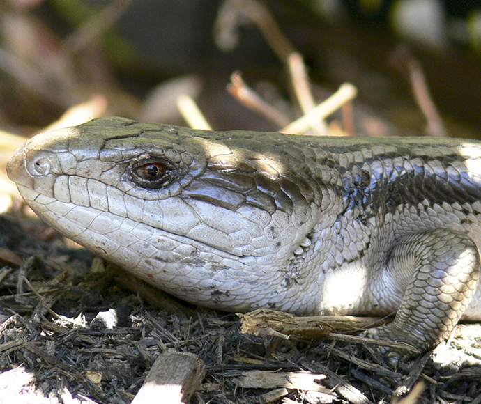 Eastern blue-tongue lizard (Tiliqua scincoides)