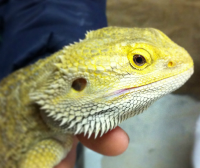 Yellow eastern bearded dragon (Pogona barbata)