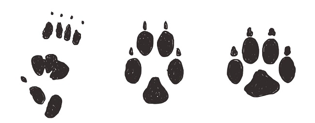 Animal tracks illustration. Left to right: quoll track, fox track and dog track