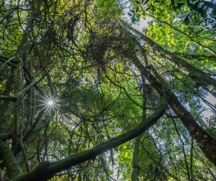 Milton Ulladulla subtropical rainforest endangered ecological community.