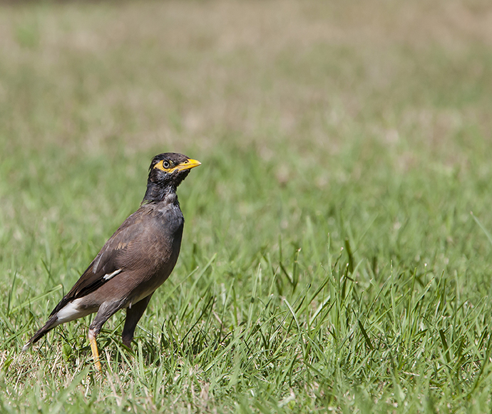 Indian or common myna (Acridotheres tristis). This bird is brown with a black head. Its bill, legs and bare eye skin are yellow. The white stripe of a large white patch under its wing is visible. 