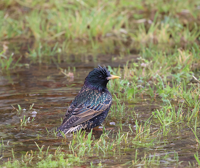 Common or European starling (Sturnus vulgaris)