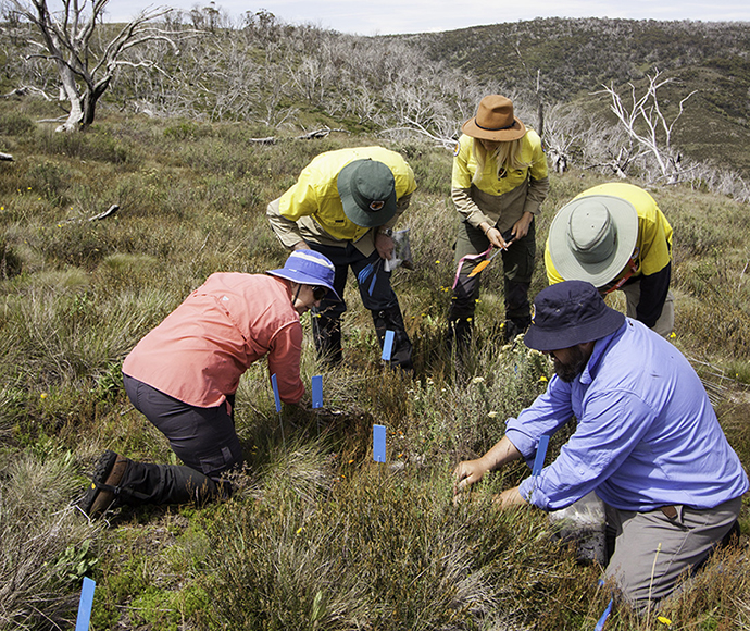 Hawkweed eradication, staff and volunteers, Kosciuzso National Park