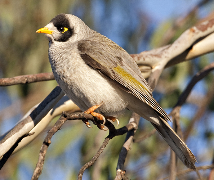 A noisy miner (Manorina melanocephala) sitting on a branch. The bird has a grey body, a black crown and cheeks. Its bill, legs and the naked skin behind its eye are yellow.