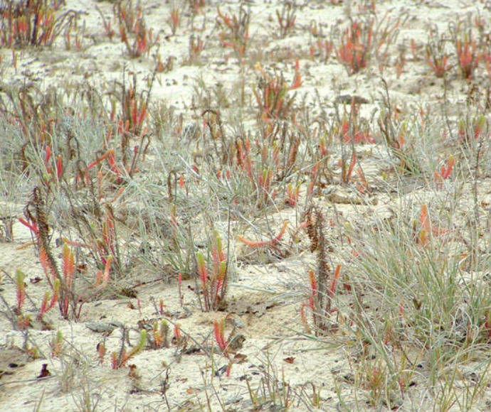 Sea spurge