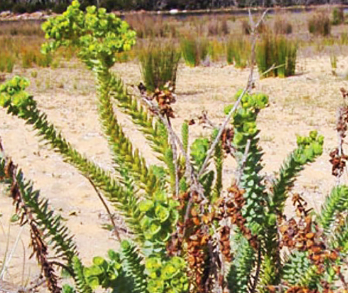 Mature flowering sea spurge (Euphorbia paralias) plant