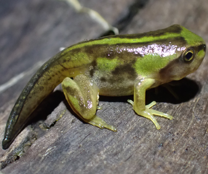 Alpine tree frog metamorph in the upper Murrumbidgee River, Kosciuszko National Park