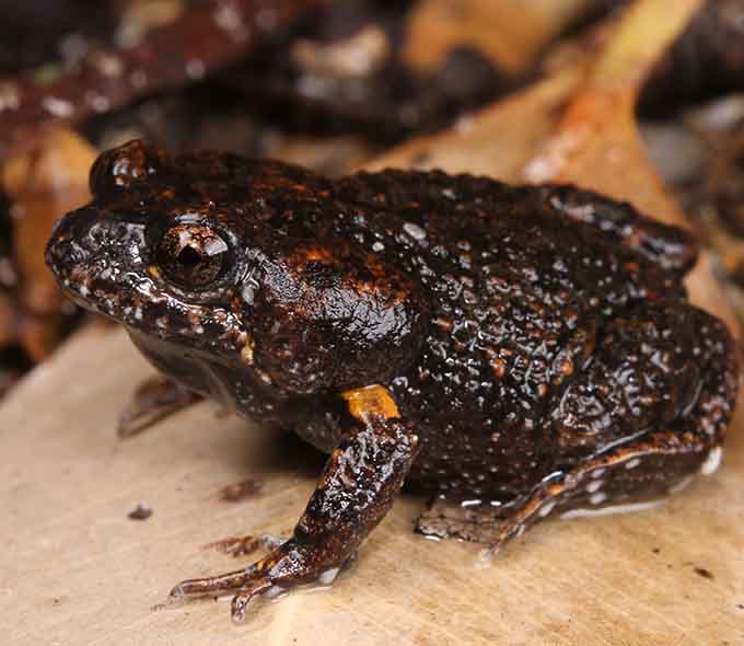 A dark-colored frog with textured skin on a brown leaf