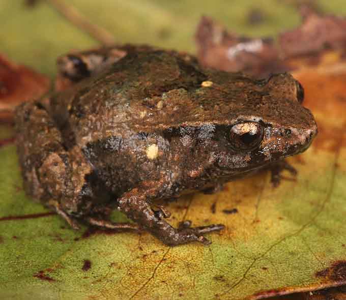 A brown frog with textured skin on a green leaf