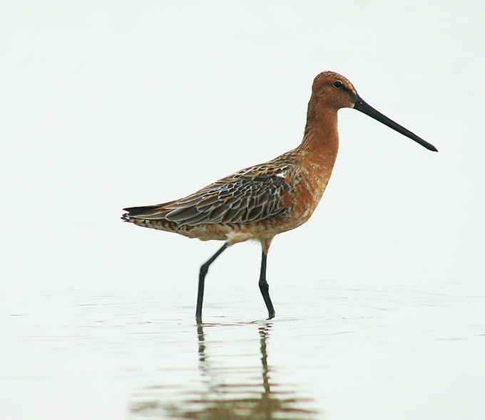 A brown shorebird with a long bill stands in shallow water