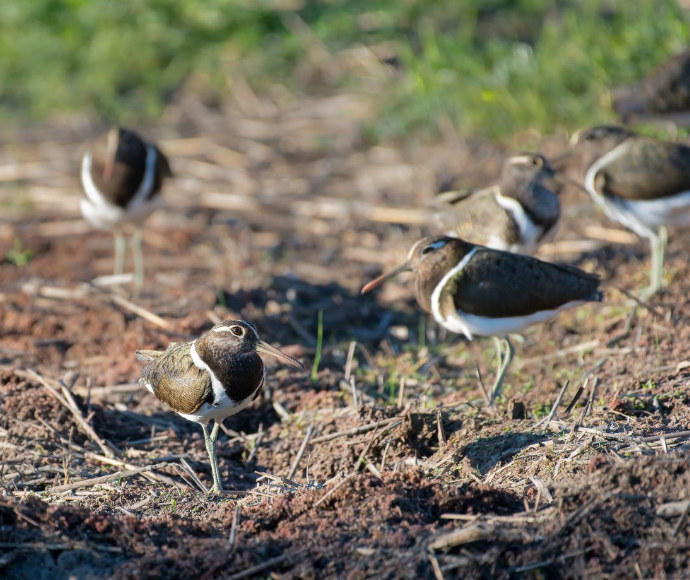 A small brown and white bird with a brown eye and long beak stands on soft dirt and looks at the camera, with other similar birds out of focus in the background