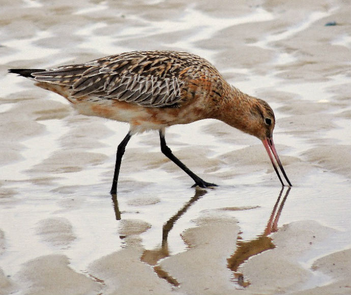 Bar-tailed godwit (Limosa lapponica), Kamay Botany Bay National Park