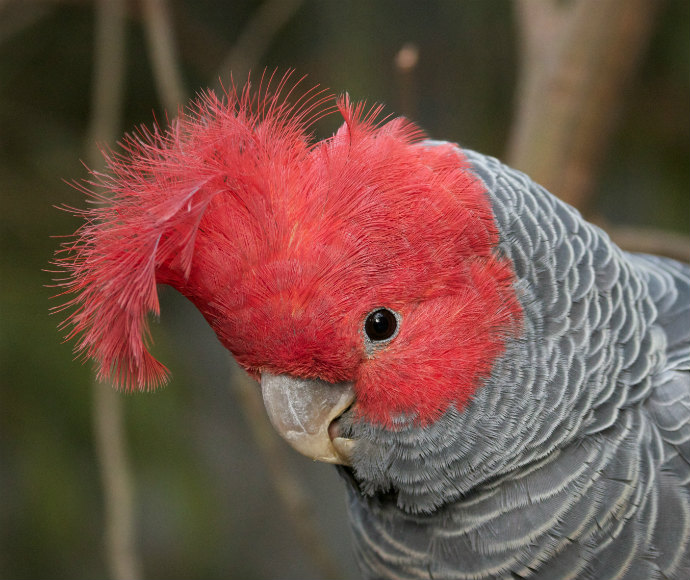 Gang-gang cockatoo (Callocephalon fimbriatum)