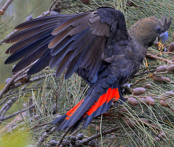 Glossy black cockatoo (Calyptorhynchus lathami) male wing spread