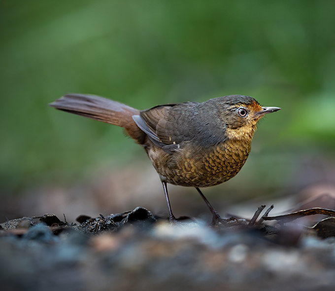 A small brown bird with a speckled chest is standing on the ground with foliage in the background