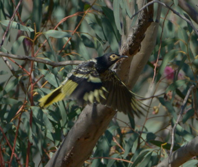 Regent honeyeater in flight, with the branch of a leafy gum tree behind it.